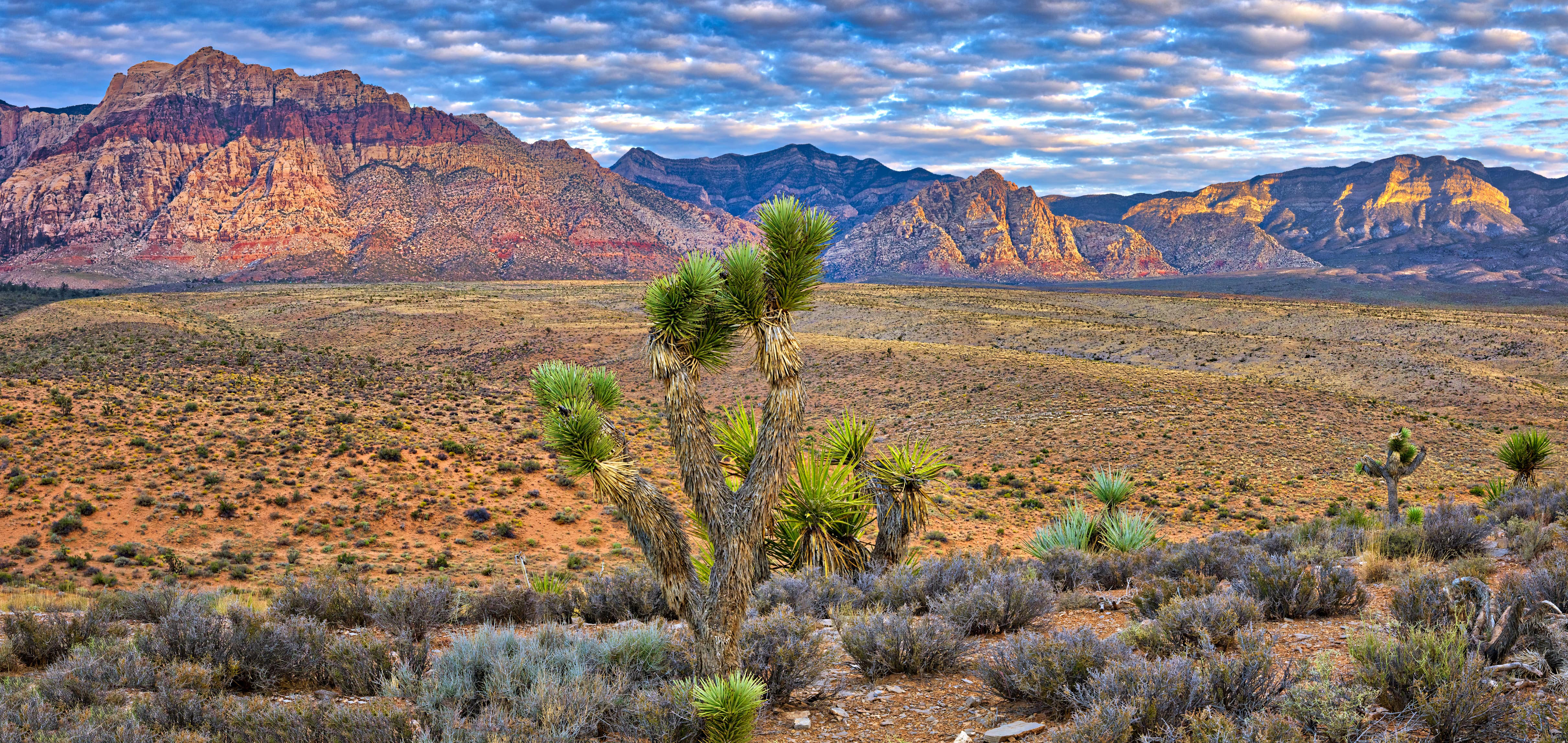 Banner of Desert